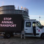 Approvato il divieto del trasporto di animali al di fuori dell’Unione Europea
