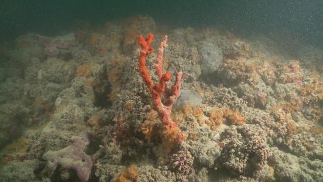 Una barriera corallina in Puglia da scoprire
