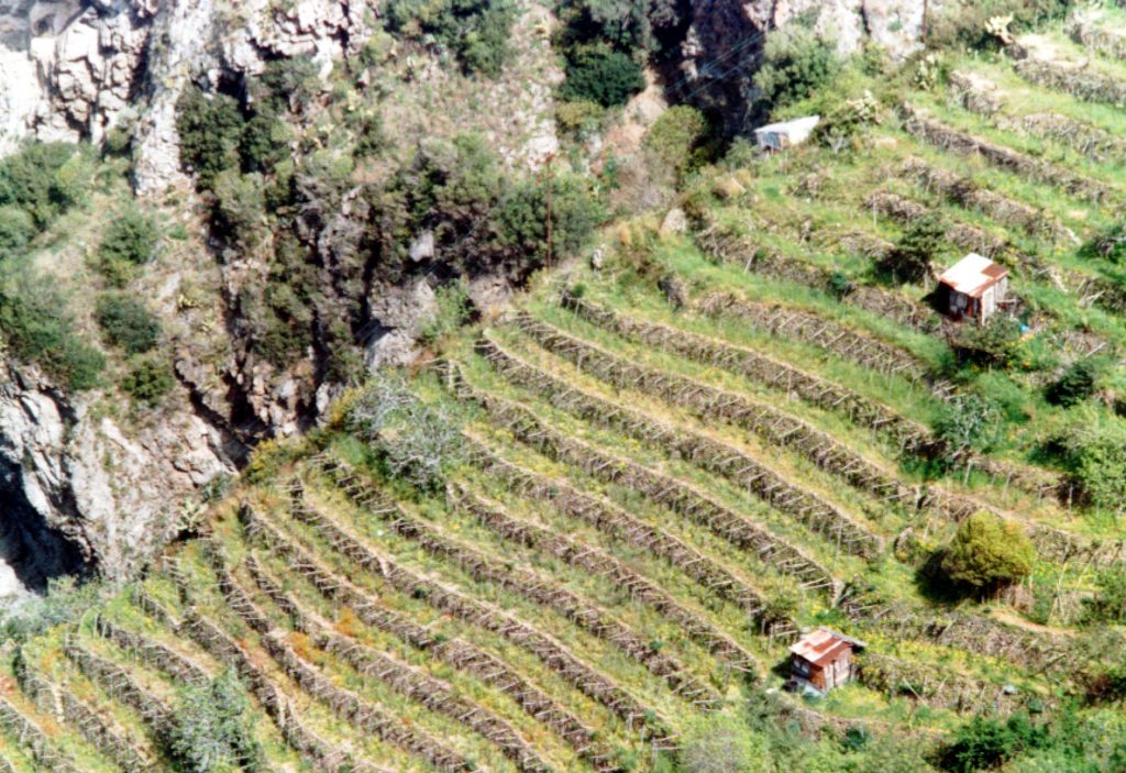 Vigneti terrazzati della Costa Viola