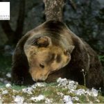 Alla scoperta degli orsi nel Parco d’Abruzzo