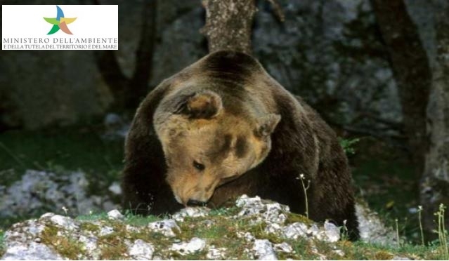 orsi nel Parco d'Abruzzo