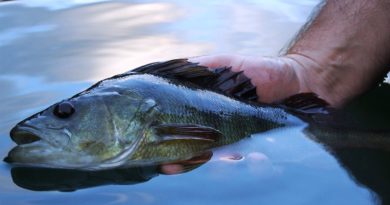 Esame di pesca