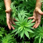 Cannabis legale e di qualità: perché i consumatori acquistano sui CDB Shop