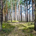 Controlli su tagli boschivi: approvata convenzione tra Lombardia e Ministero