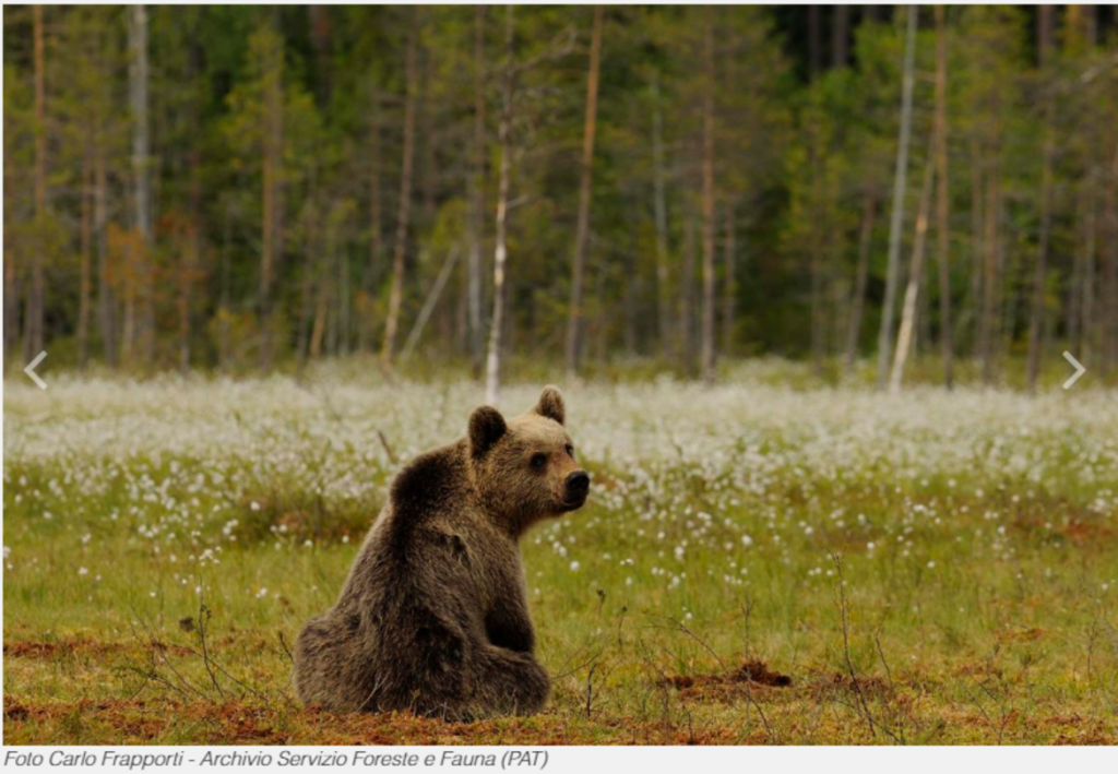 orso trentino