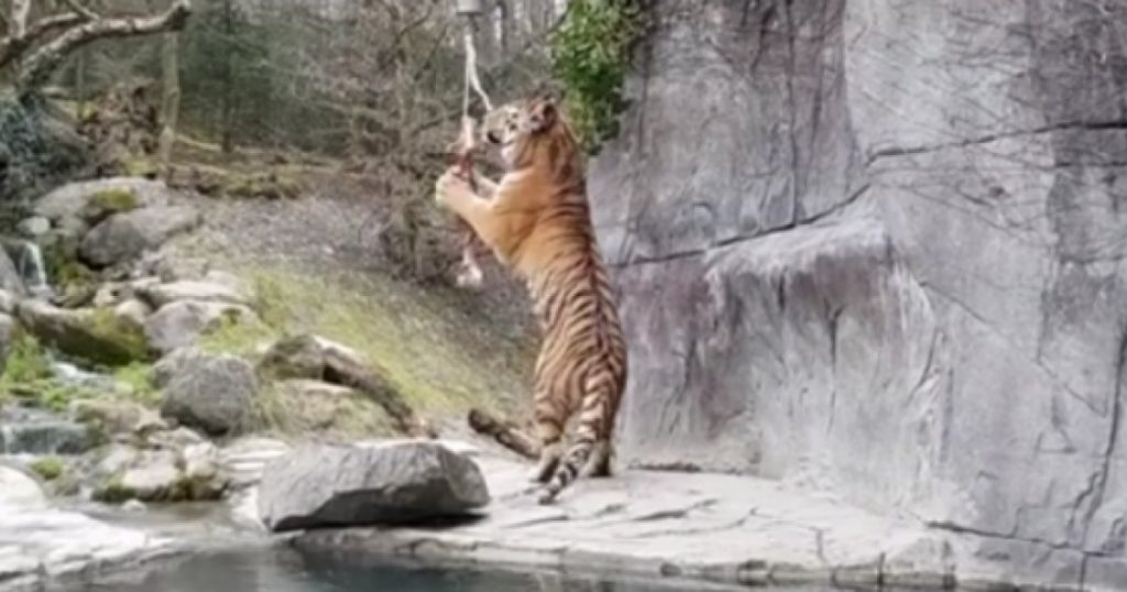 tigre