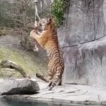 Dipendente di 55 anni uccisa da una tigre allo zoo di Zurigo