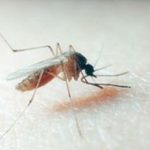 A Modena lotta alle zanzare: al via adotta una scuola