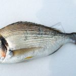 In casa aumenta il consumo del pesce allevato, ma pesa lo stop dei ristoranti