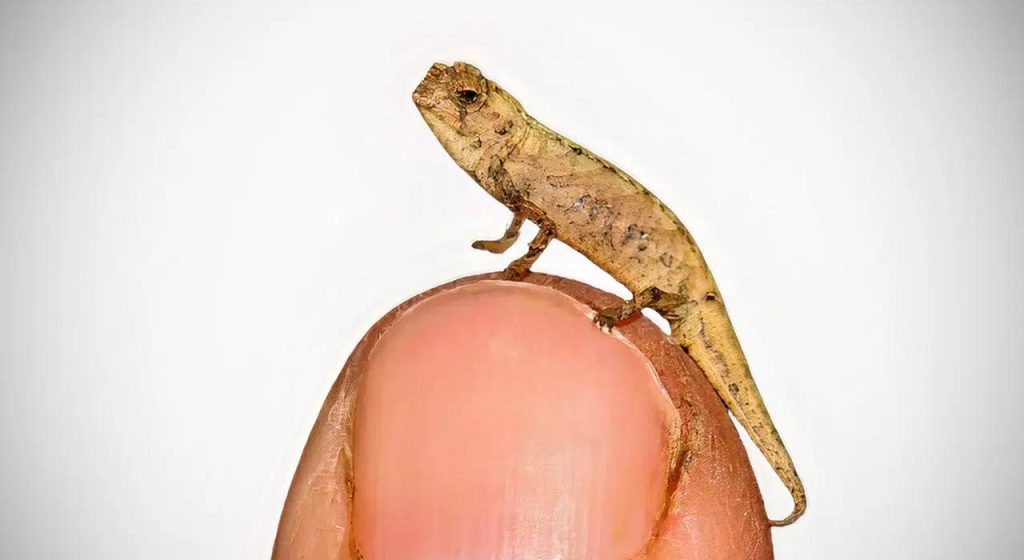 brookesia nana