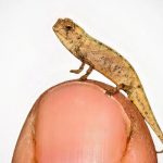 Potrebbe essere il rettile più piccolo del mondo: è Brookesia nana