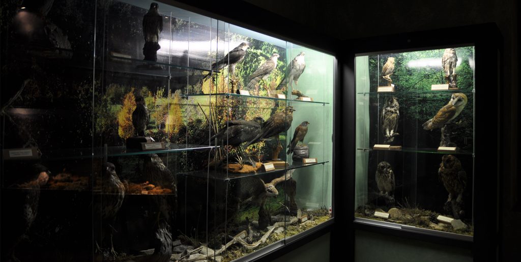 Museo Ornitologico Silvio Bambini ph umbriatourism