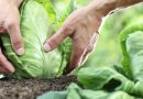 agricoltura sostenibile - ph Regione Puglia