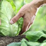 Difesa fitosanitaria e controllo infestanti delle colture agrarie: pubblicate le norme regionali in Puglia