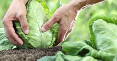 agricoltura sostenibile - ph Regione Puglia