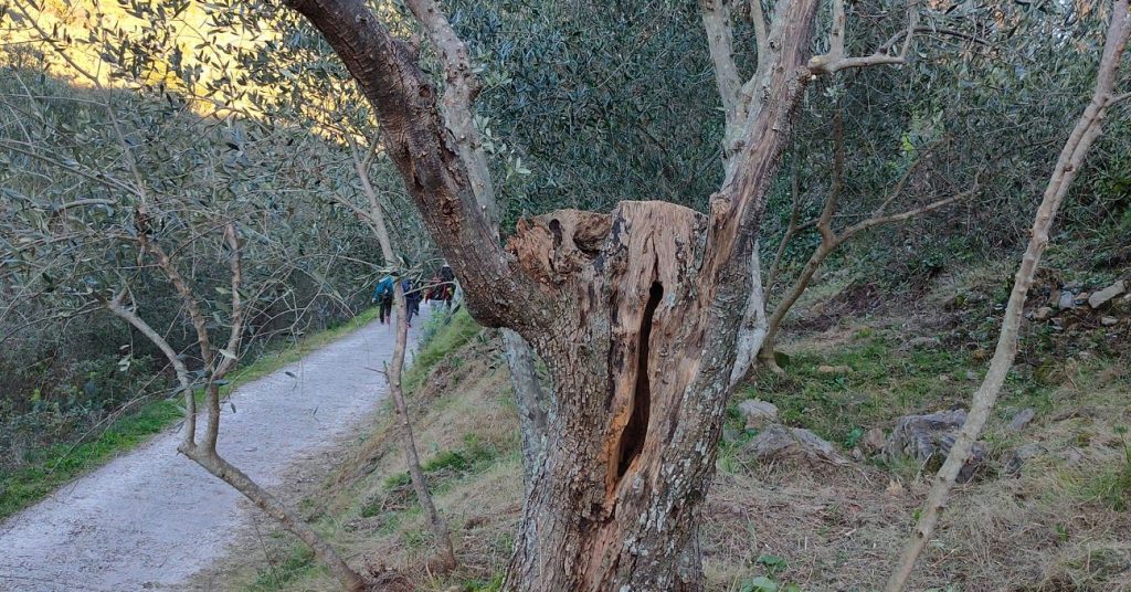 San Giuliano Terme - ph profilo fb Pro Loco