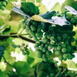 Chablis, l’ineguagliabile espressione dell’uva Chardonnay