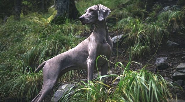 cane da caccia - Foto di Pexels da Pixabay