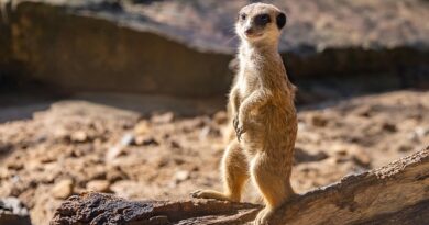 Il Parco Zoologico di Barcellona una meraviglia della natura nel cuore della Catalogna