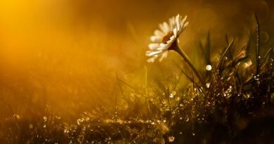 L’alba a Barcellona: dove e come gustare il risveglio della città