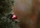 Natale rende davvero più buoni? Un viaggio tra le luci e i cuori di Barcellona