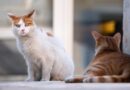 Gatti all’aeroporto di Barcellona: come viaggiare in sicurezza e rispettare le regole
