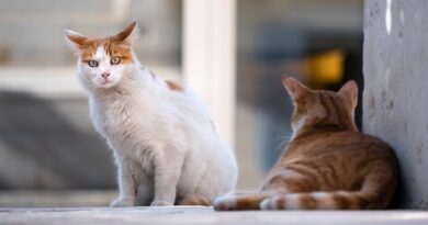 Gatti all’aeroporto di Barcellona: come viaggiare in sicurezza e rispettare le regole