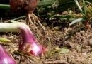 Dalla magia della cipolla a una nutrizione sana per la prevenzione delle malattie metaboliche