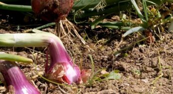 Dalla magia della cipolla a una nutrizione sana per la prevenzione delle malattie metaboliche