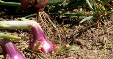 Dalla magia della cipolla a una nutrizione sana per la prevenzione delle malattie metaboliche