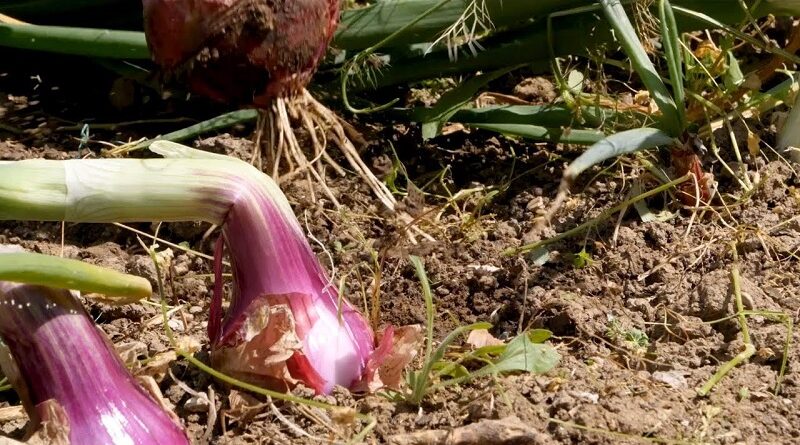 Dalla magia della cipolla a una nutrizione sana per la prevenzione delle malattie metaboliche