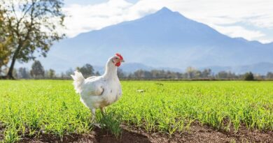 Allevamento avicolo responsabile: il modello Europoll Costamagna tra alimentazione naturale e zero antibiotici