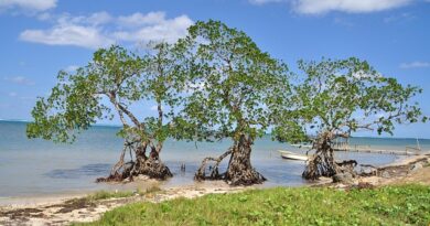Tela e il Giardino Botanico Lancetilla: coste, palmeti e orti tropicali