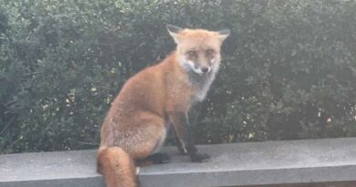 Il dottor Domenico Praticò: “Il gioco è fondamentale per lo sviluppo di ogni essere vivente”