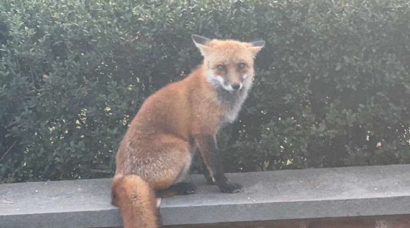 Il dottor Domenico Praticò: “Il gioco è fondamentale per lo sviluppo di ogni essere vivente”