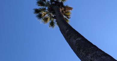 Arte pubblica e murales: Sacramento come galleria a cielo aperto