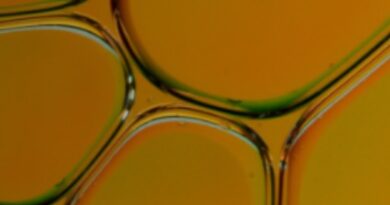 Arriva il corso annuale di venti giornate  per ottenere la certificazione valida ai fini dell’iscrizione all’elenco degli assaggiatori di olio di oliva con Innovhub SSI e Camera di commercio