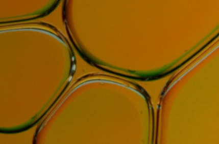 Arriva il corso annuale di venti giornate  per ottenere la certificazione valida ai fini dell’iscrizione all’elenco degli assaggiatori di olio di oliva con Innovhub SSI e Camera di commercio