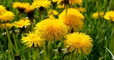 Il Tarassaco: simbolo di resilienza tra le crepe del selciato