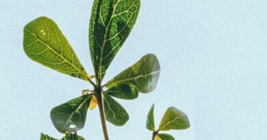 Sostenibilità, ESG e finanza, arriva un ciclo di due webinar a cura di Innexta e della Camera di commercio nell’ambito del Festival dello Sviluppo Sostenibile