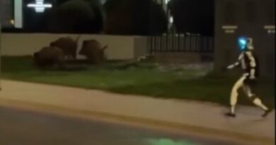 Varsavia, robot umanoide mette in fuga i cinghiali: il video diventa virale