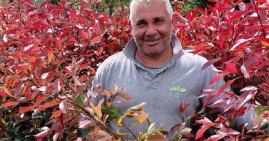 Photinia Red Robin: Caratteristiche e Coltivazione