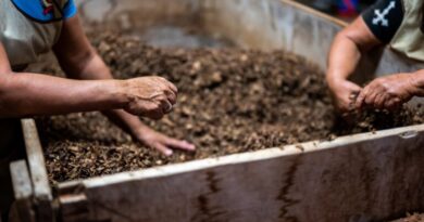 Humus per terreno: come rivitalizzare una terra impoverita con l’humus di lombrico